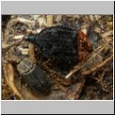 Oiceoptoma thoracica - Rothalsige Silphe 02 13mm.jpg